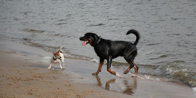 Call for dogs to be kept on leashes at Donegal beaches