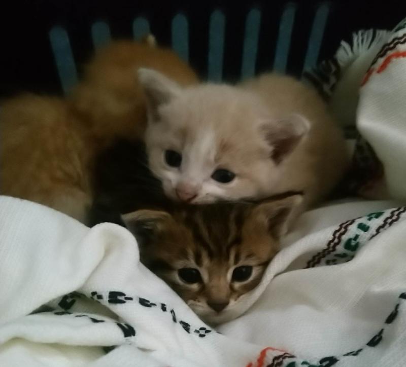 Abandoned kittens and lost dogs flooding into Donegal Animals in Need