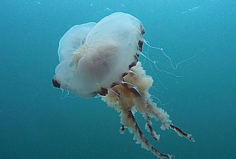 Jellyfish menacing swimmers in the Portnoo area