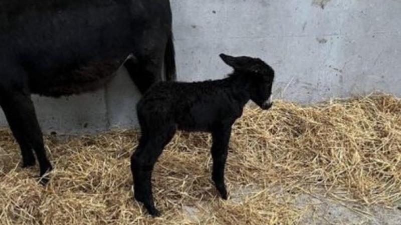 Donegal Donkey Sanctuary’s urgent appeal to help ‘rejected’ foal