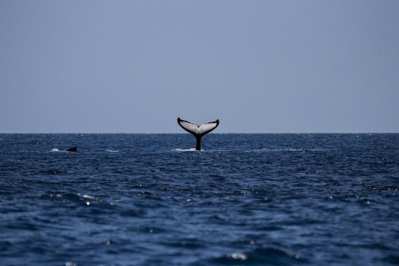 Opportunity for people in Donegal to take part in land-based whale watching 