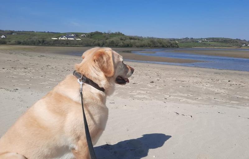 Opinion: Our precious family pets and the many health benefits they bring