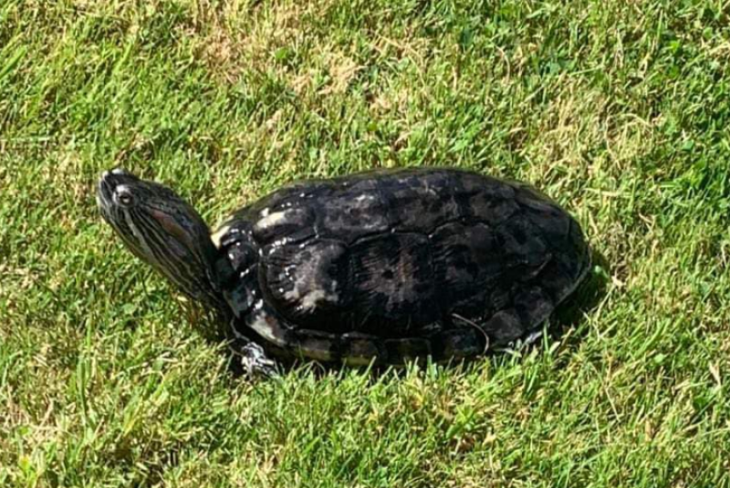 National: Ukrainian family living in remote Irish village 'desperate' to find lost turtle