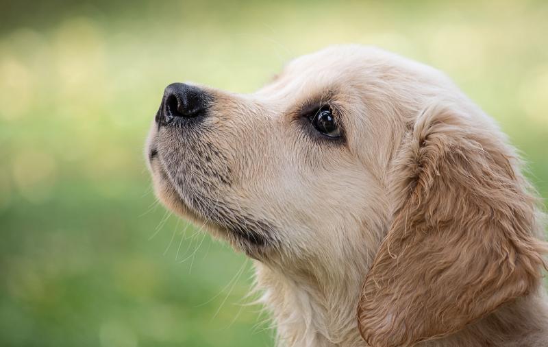 Shock as woman asks vet to remove her dog's teeth to stop him biting tyres 