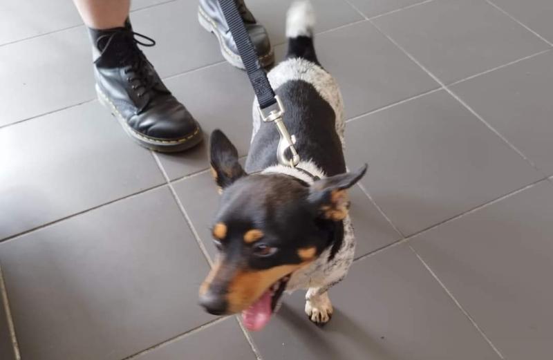 Do you recognise this dog? It was found in Bundoran 