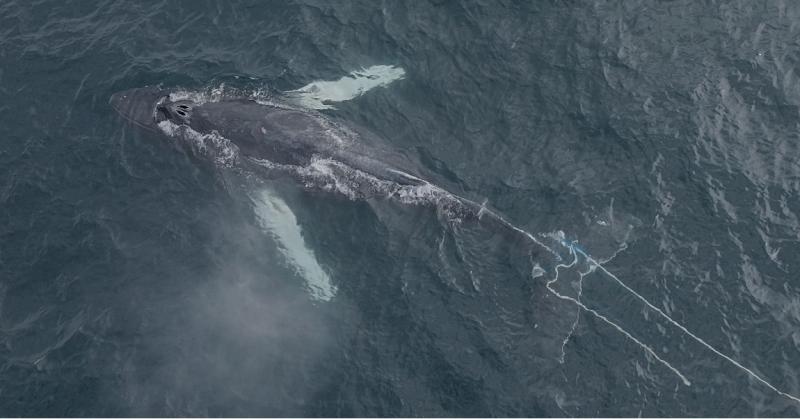 ‘Sad predicament’ - humpback whale entangled in rope in Donegal Bay