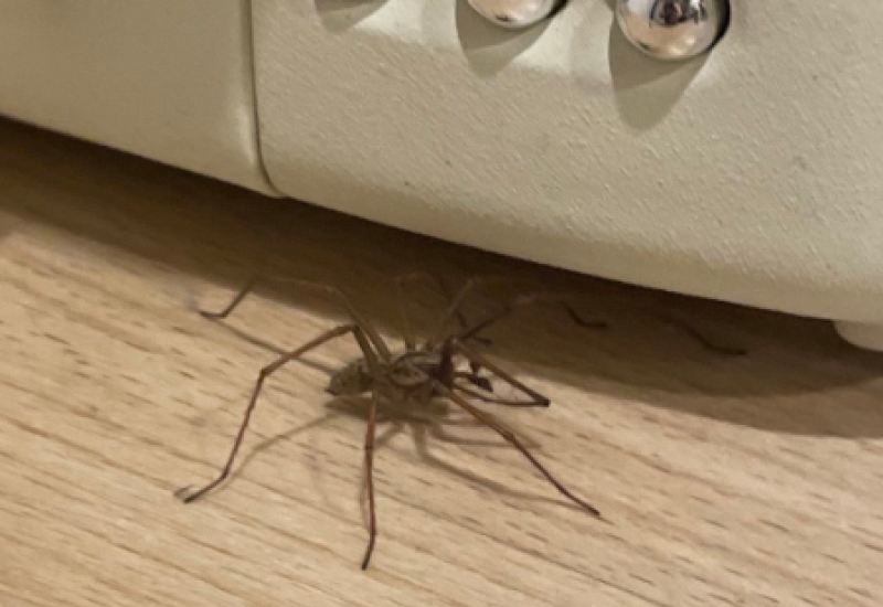NATIONAL: People shudder was RTE star finds huge spider under toaster - warning to others
