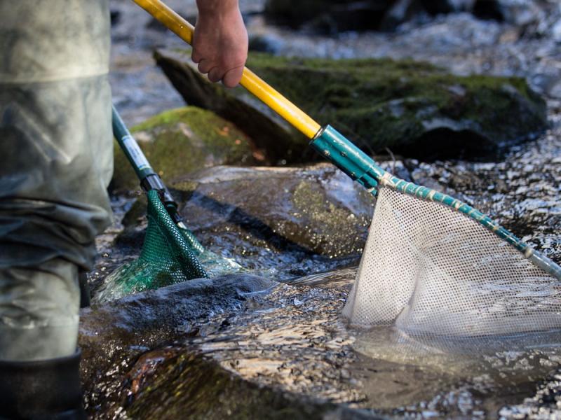 Loughs Agency investigating substantial fish kill  on River Finn  tributary
