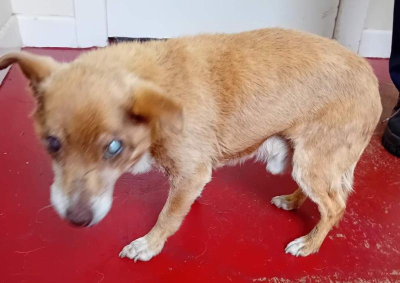 Blind and deaf dog in care of Donegal pound - appeal for owner to get in touch
