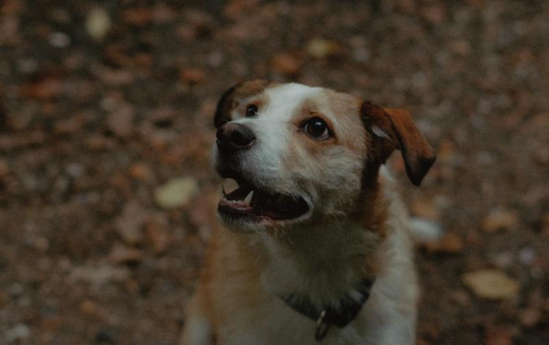 National: 'Consider the fear and distress on animals' - Fireworks Awareness Campaign launched