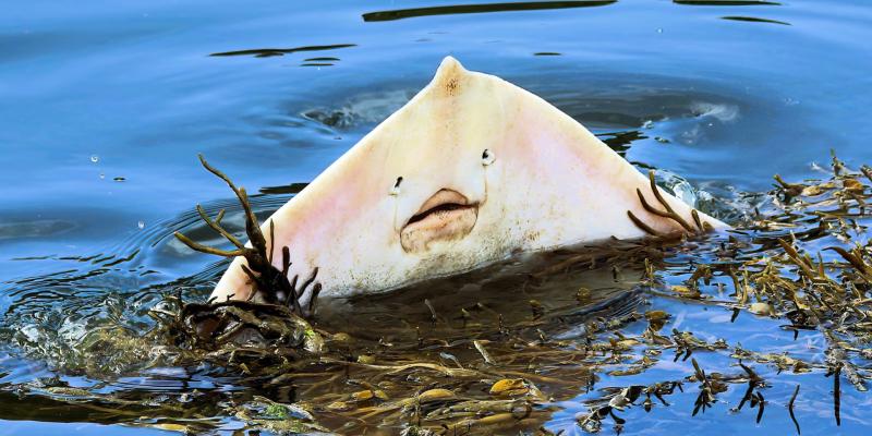 Perfect catch as photographer lands snap of rare thornback ray at Inch