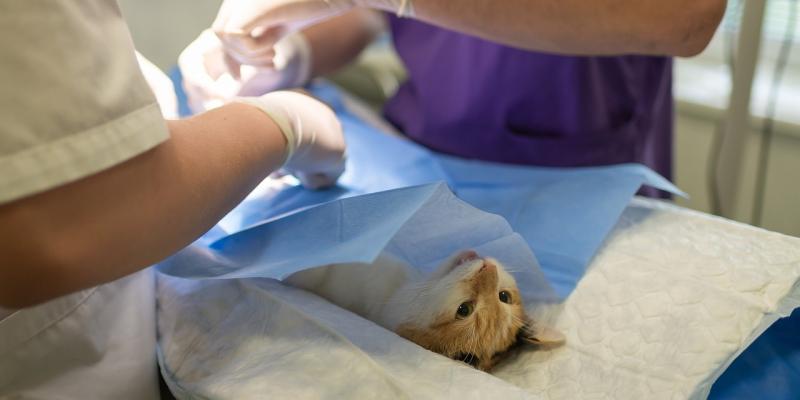 Bluestack Veterinary Clinic seeks go-ahead for new Ballybofey base