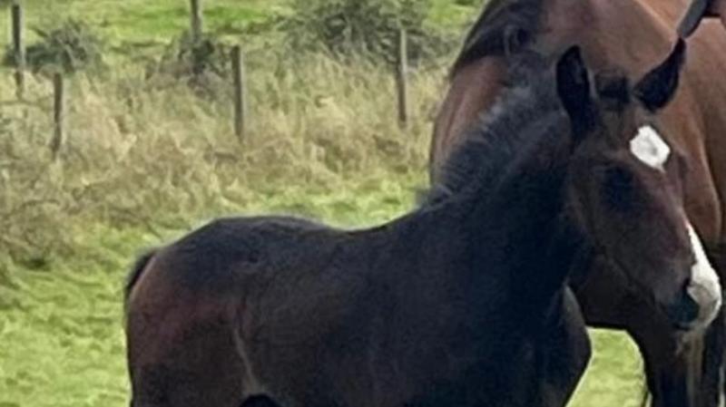 Owner will 'go to the ends of the earth' to find missing foal