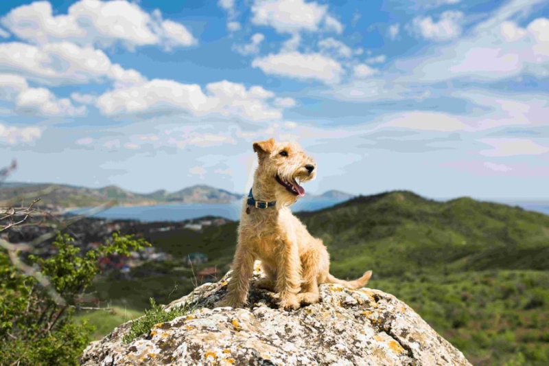 National: From sharing a bed to boosting mental health - New report reveals insights from Irish pet owners