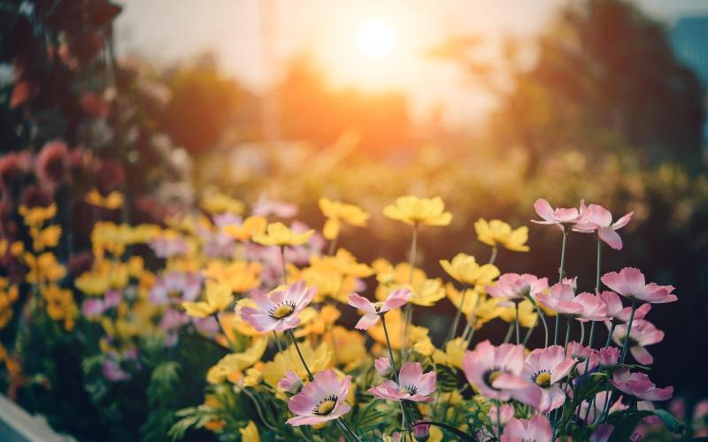 National: A blank canvas for creativity! Garden and landscape designers wanted for Bord Bia Bloom 2024! 
