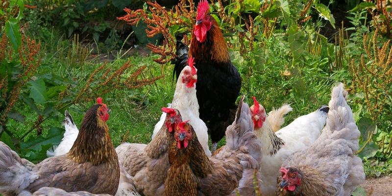 Residents object to proposed Letterkenny poultry farm