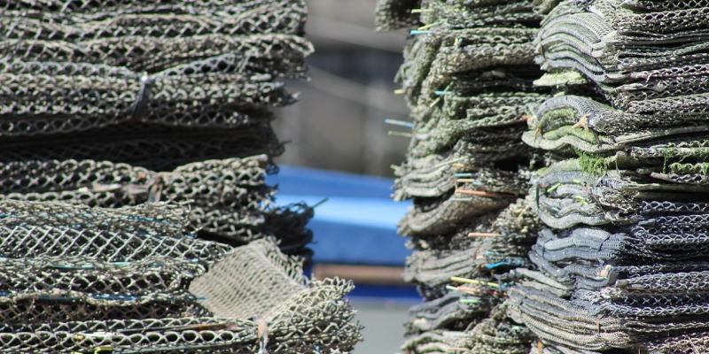 Loughs Agency confirm suspension of Native Oyster Fishery in the Foyle