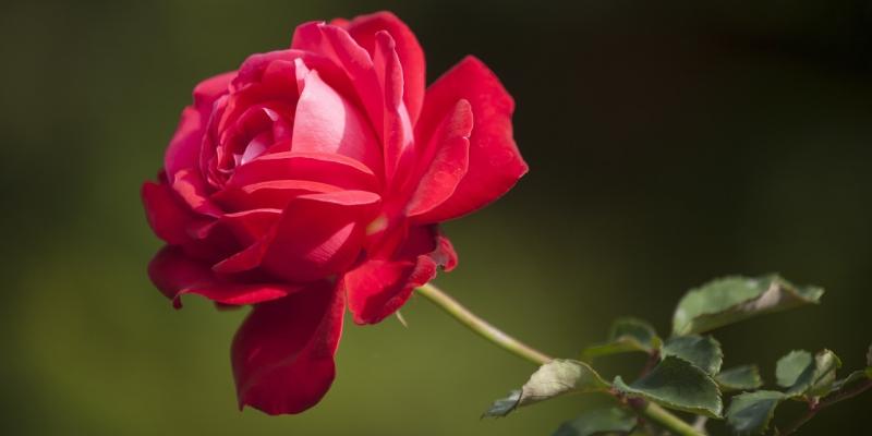 Man fined for selling roses outside Letterkenny nightclub