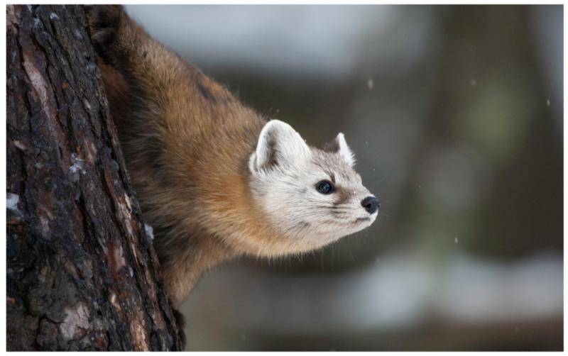 National: Dublin Zoo launches new survival centre to conserve Irish wildlife 
