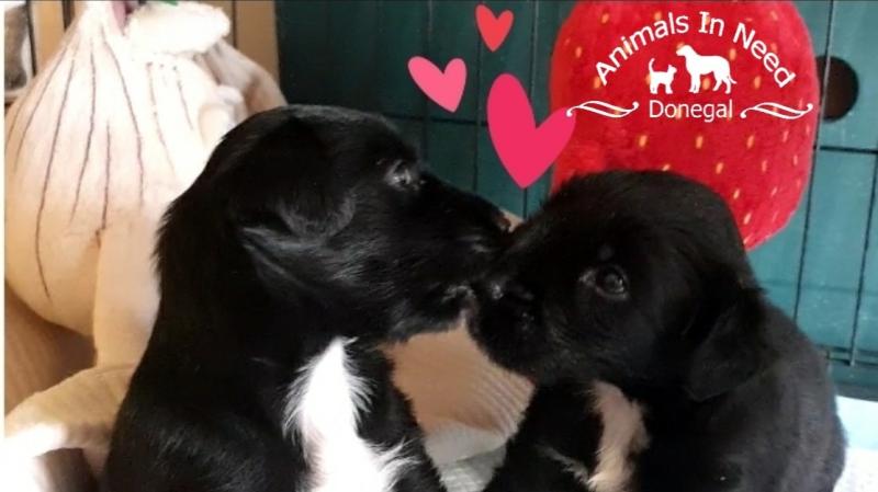 Could you help an animal in need this Chrismas?
