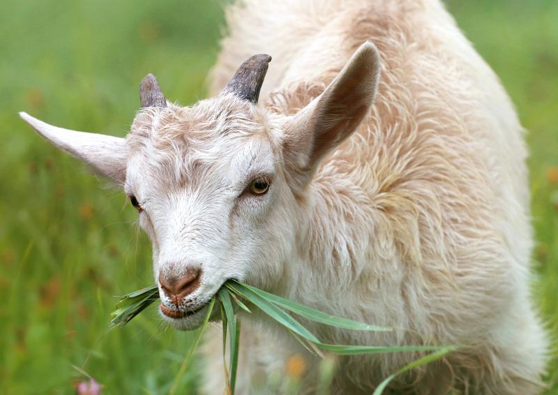 Buncrana man charged with slamming goat on the ground