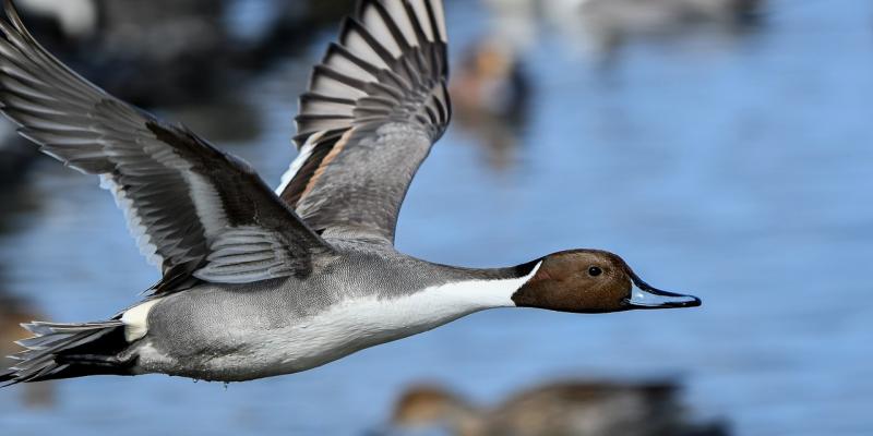 Decision to ban hunting of four types of migratory ducks challenged in High Court