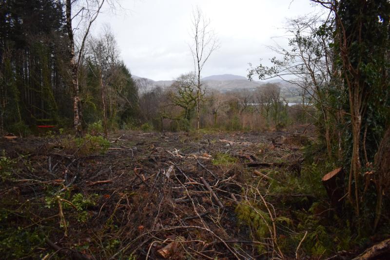 Tree felling at Ardnamona Nature Reserve necessary for conservation, says NPWS