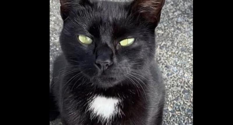 Happy ending as cat Nutella is home in Kilmacrennan months after going missing