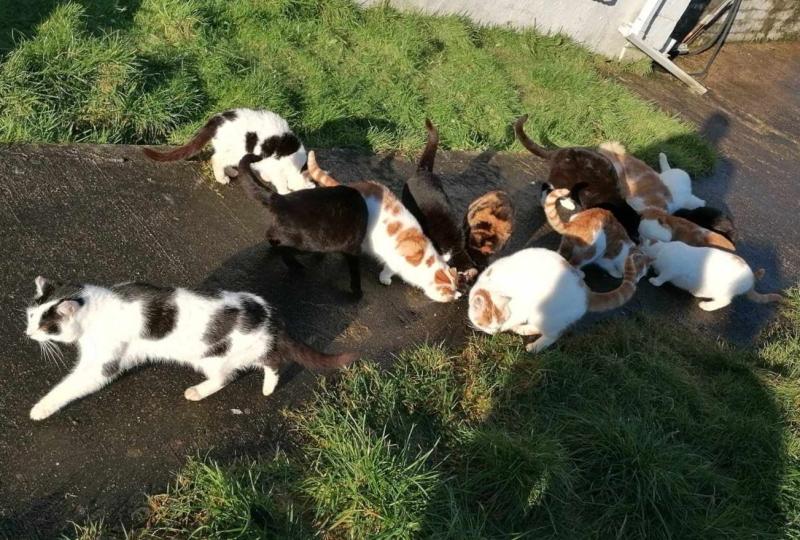 Busy Start to the Year for Animals in Need Volunteers
