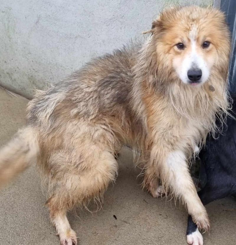 More than 650 Donegal Animals Rescued by AIN in 2023