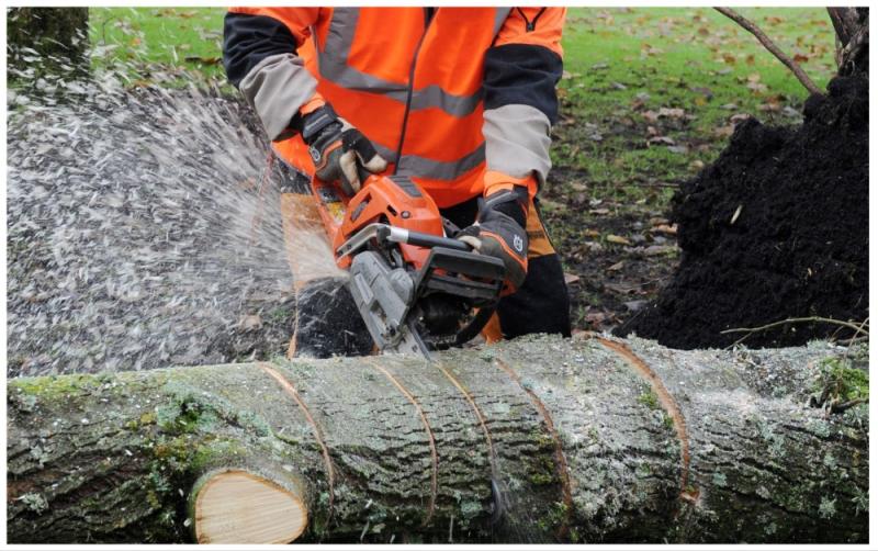 National: ALERT: Warning issued over chainsaws with trees down during Storm Jocelyn