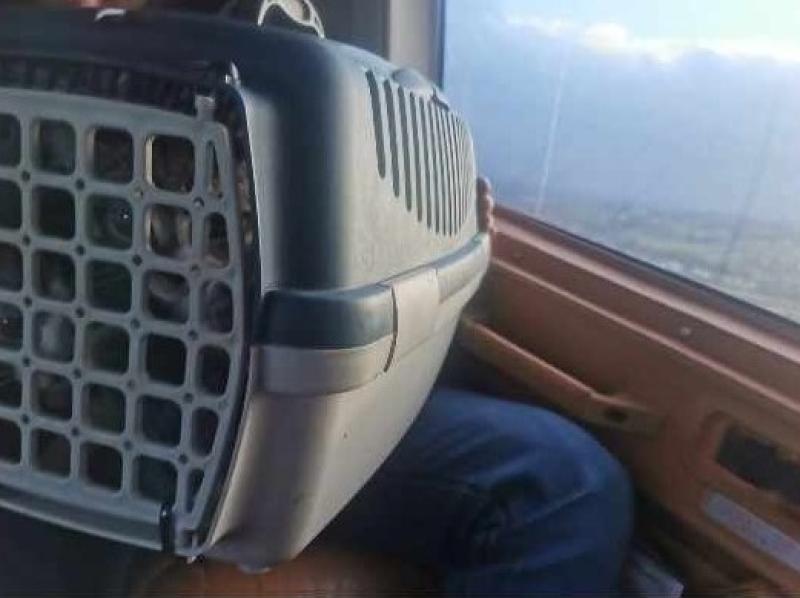 Two rescued kittens arrived at new home via helicopter