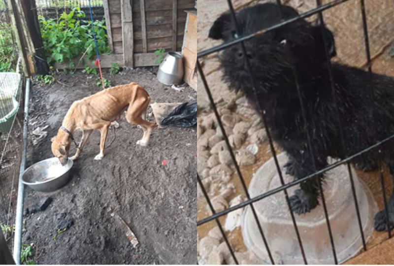 National: 'Badly emaciated' dog and cable-tied puppy rescued from filthy conditions by ISPCA