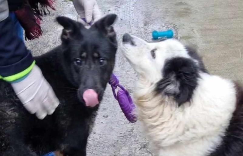 Donegal's unwanted pet crisis continues into 2024