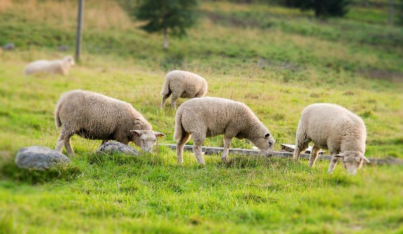 Donegal has the highest number of new organic farmers in the country