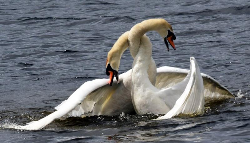 History of Ballyshannon lake to be featured in new documentary ‘The Battle of Assaroe’