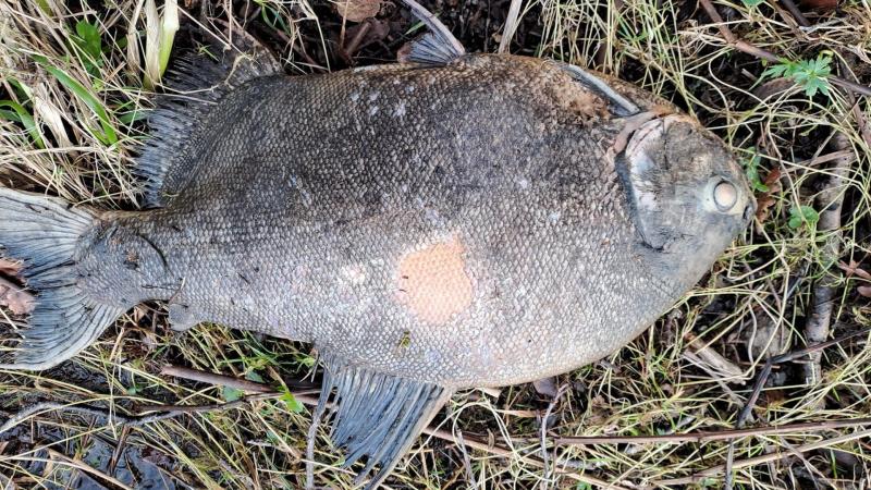 National: Discovery of exotic fish related to piranha in Irish lake raises concerns