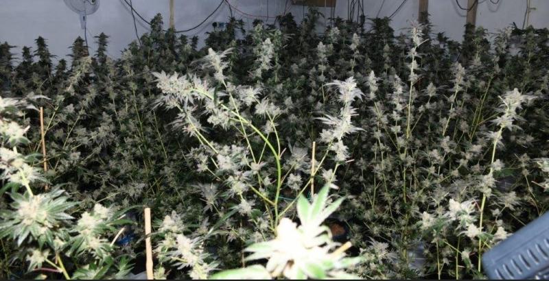 Cannabis worth €631,500 seized in Donegal Town growhouse