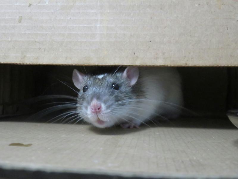 National: Caution issued to homeowners and businesses as threat of rats on the rise 