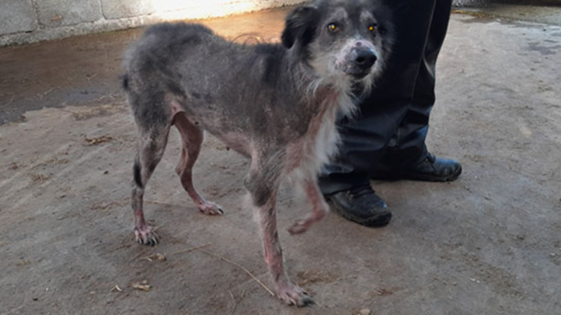 National: Elderly man guilty of animal cruelty and neglect allowed to continue keeping animals
