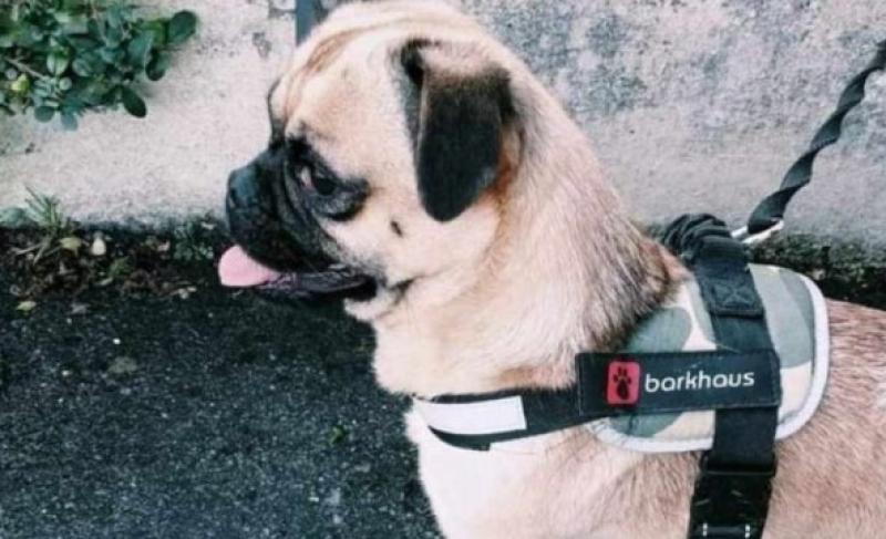 Are you missing this dog? Buncrana gardaí are keen to find its owner