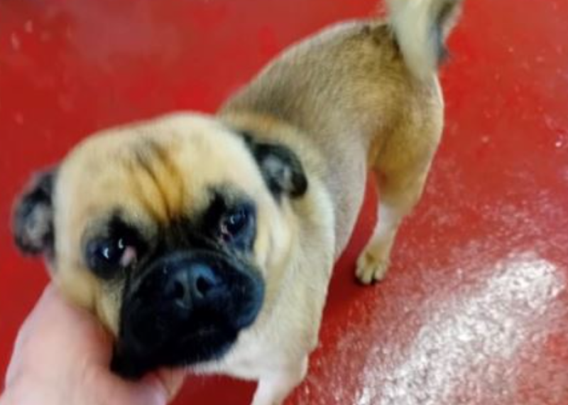 Is this your dog? Donegal County Council seek owner of pug found in Buncrana area