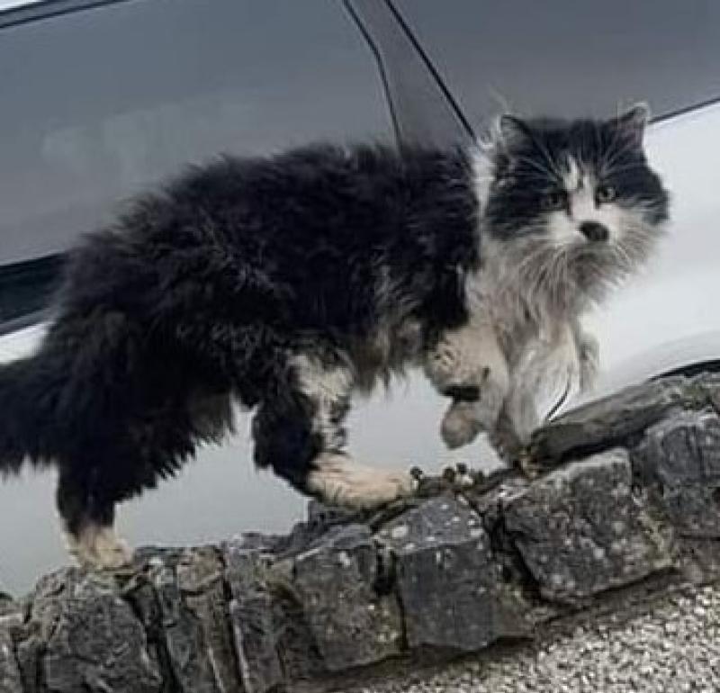 Appeal for help to locate injured cat - Animals in Need 