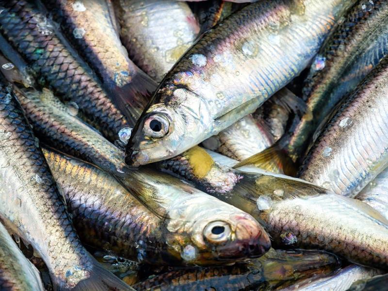 Herring PIXABAY