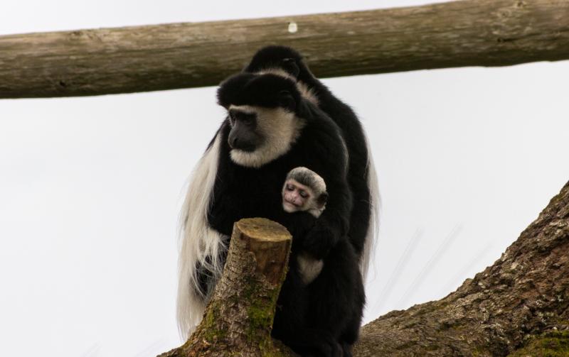 National: Public asked for help in choosing name for adorable new baby colobus monkey born at Fota