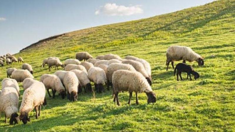 Several in-lamb ewes taken in Downings