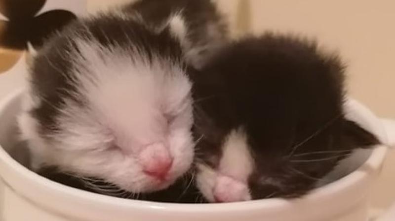 A busy week for Donegal injured and sick cat rescues