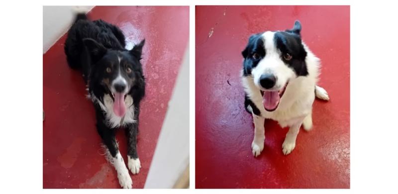 Donegal Dog Pound is looking for homes for collies in their care