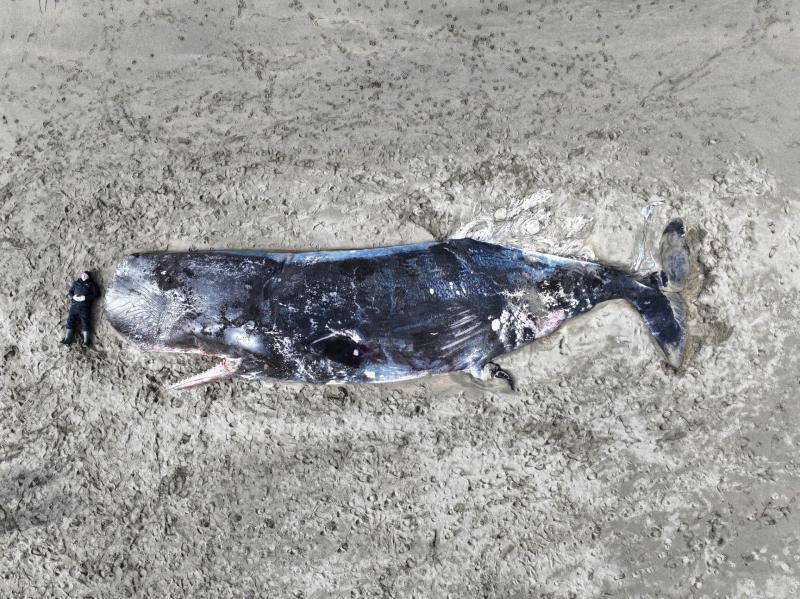 Glencolmcille whale - plans in place to remove the whale  from An Tra Mhór