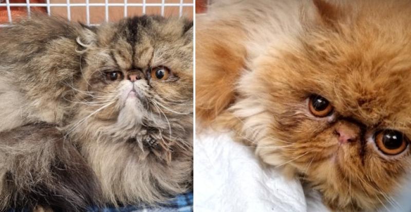 Rehoming appeal for two very special cats surrendered to Animals in Need